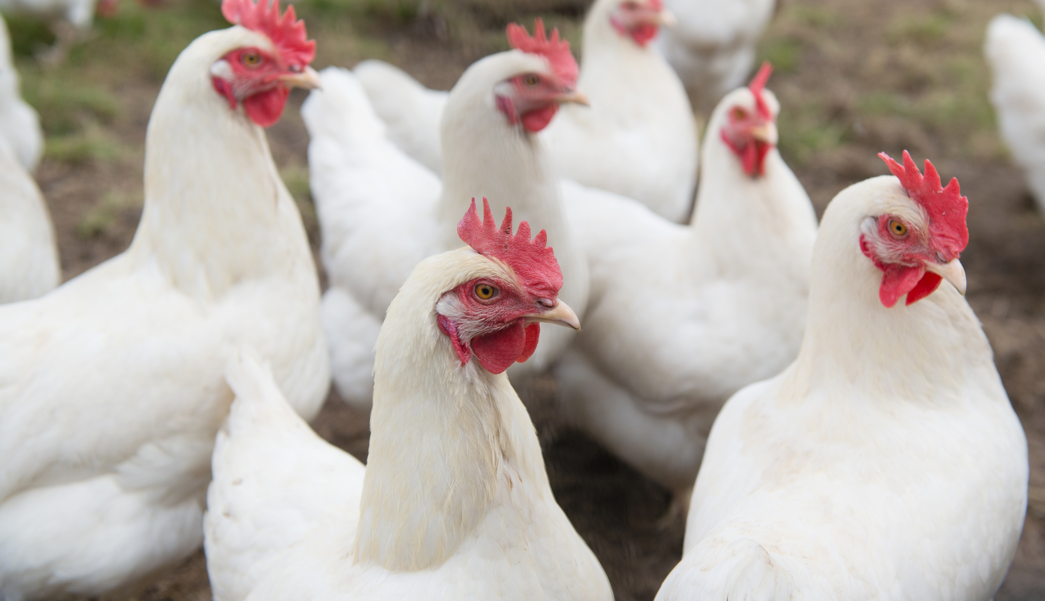 White Chicken in the Grass