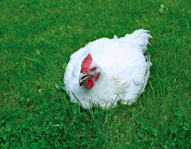 White broiler chicken