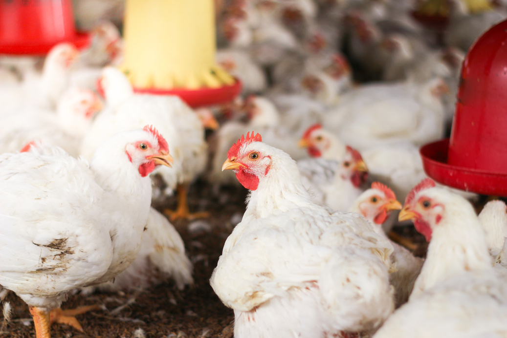Farm for growing broiler chickens